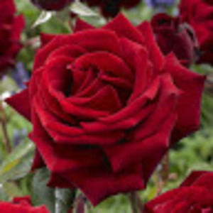 Meet your Posher, Bridget